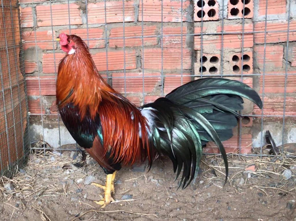 Gà chọi ăn khẩu phần rau xanh, giá đỗ và tép tươi; dinh dưỡng giàu carotenoid giúp da đỏ tươi và lông bóng khỏe.